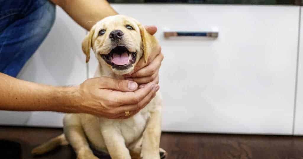 pessoa fazendo carinho em filhote de labrador 