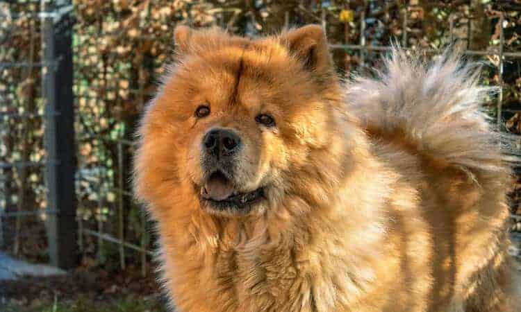 cachorro chow chow olhando pra frente