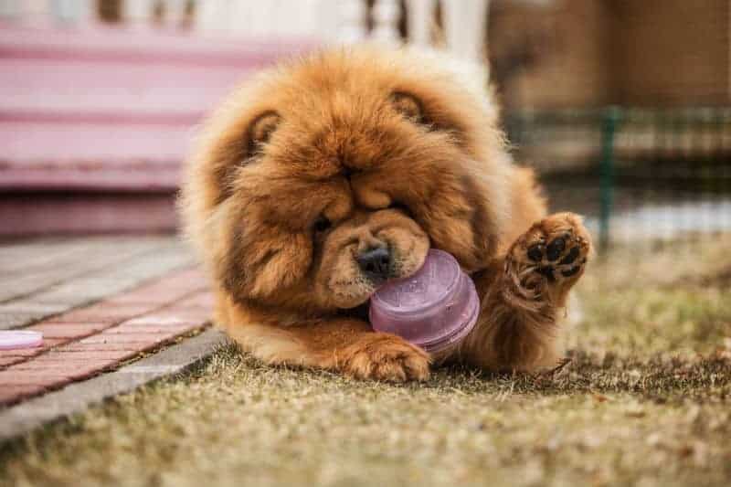 chow chow filhote brincando com bolinha