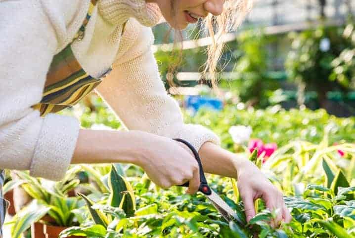 Mulher não identificada cuidando de plantas.