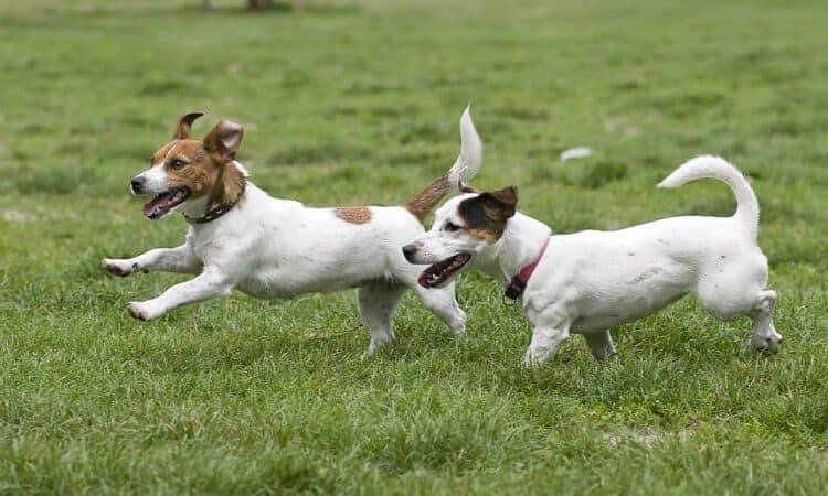 dois cachorros corredno