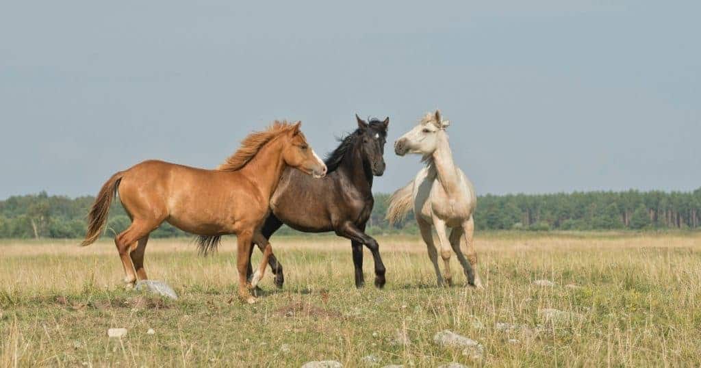 cavalos correndo