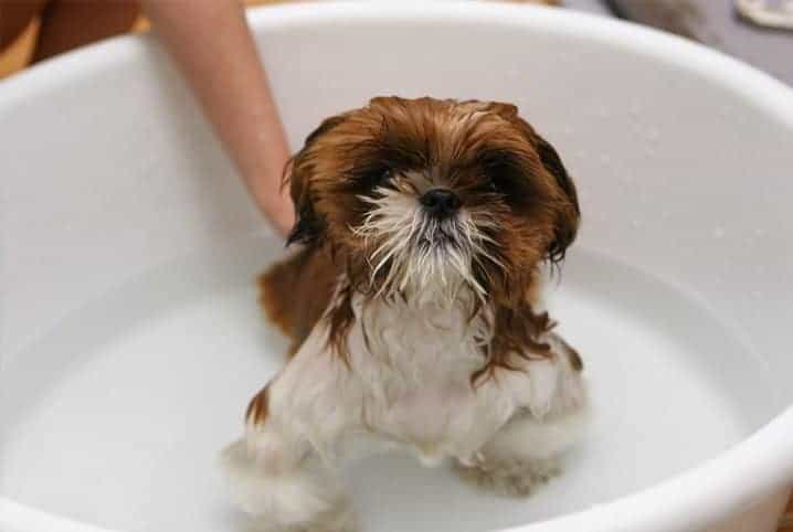 cachorro em banheira tomando banho