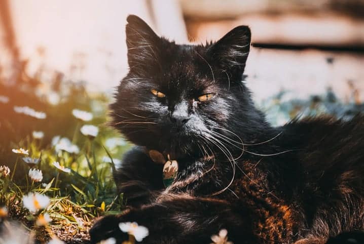 gato deitado olhando para frente