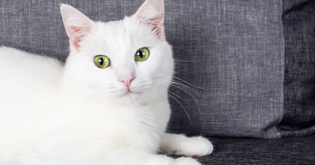 gato de pelo branco deitado olhando para frente