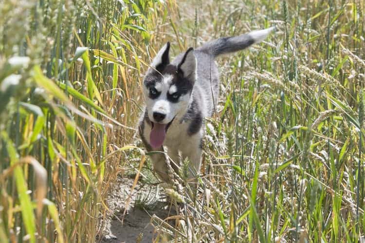 husky filhote correndo entre vegetação