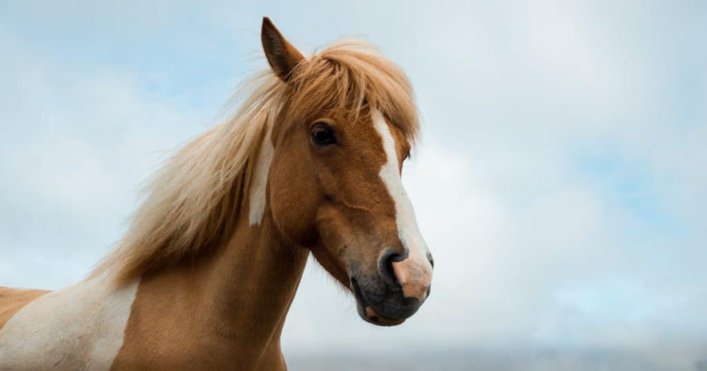 Cavalo marrom de perto olhando para frente