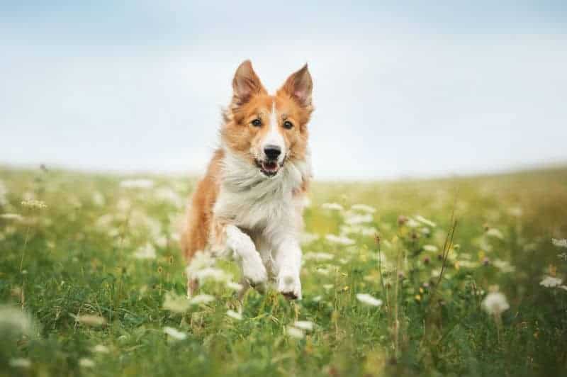 Border collie correndo na grama