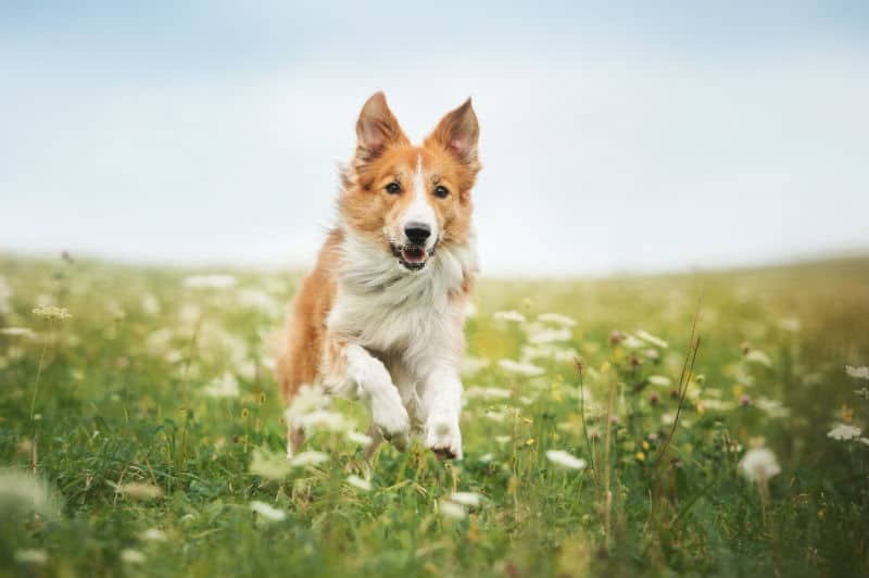 porque border collie solta muito pelo4