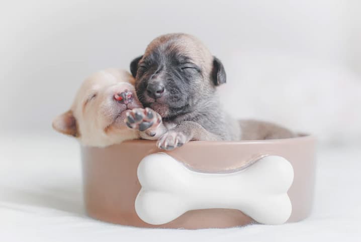 Cachorros recém-nascido dormindo em tigela