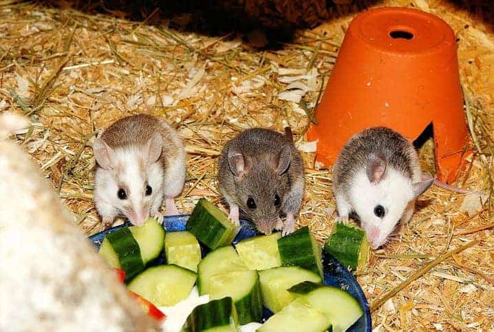 rato comendo pepino