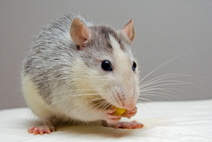 rato pode comer queijo3