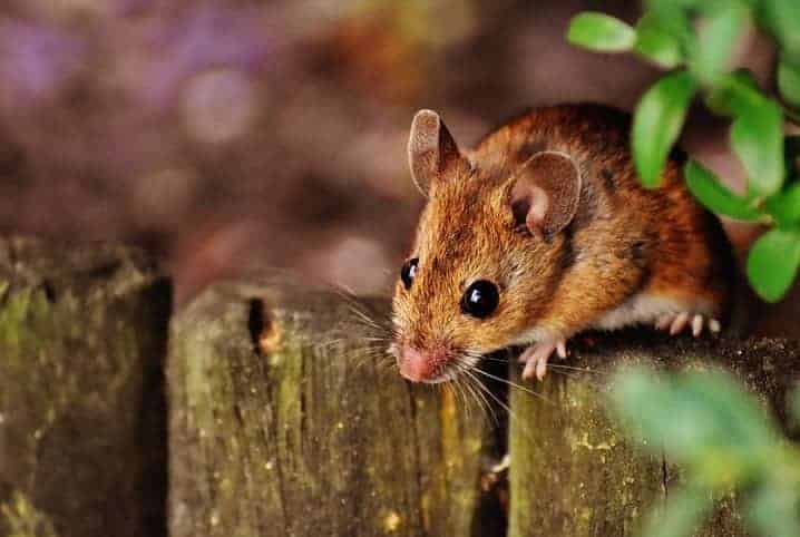 rato twister em cima de cerca