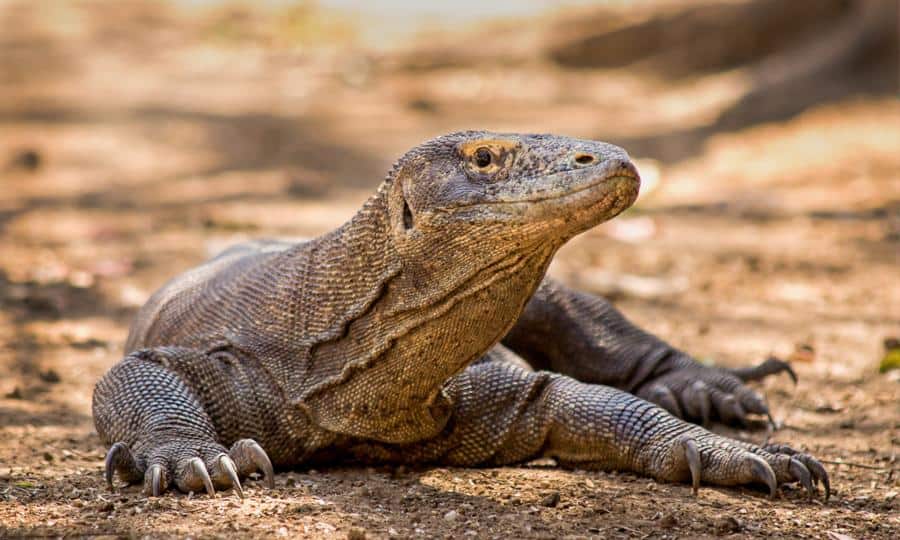 Imagem de dragão de komodo de lado