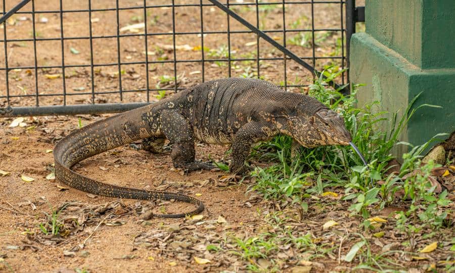 imagem de lagarto teiu andando