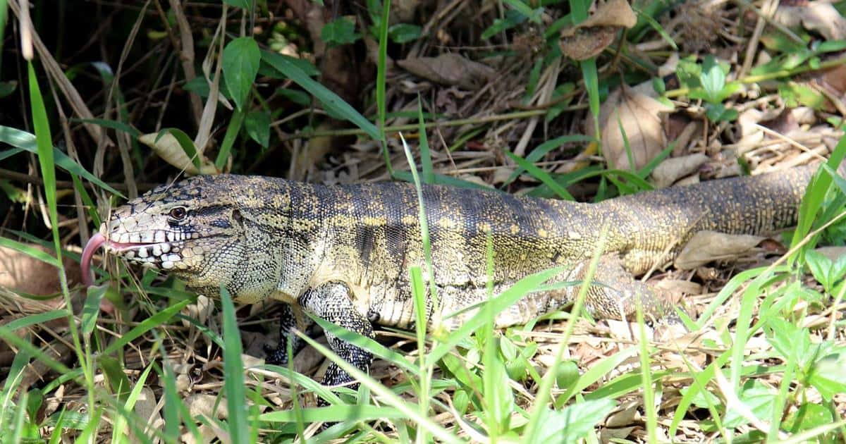 lagarto teiu andando na grama