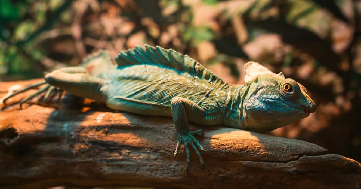 Imagem de camaleão azul em galho