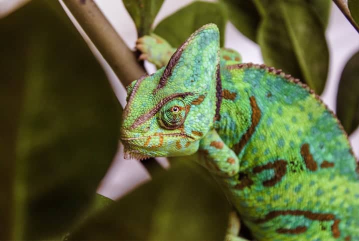 Camaleão verde em cima de galho