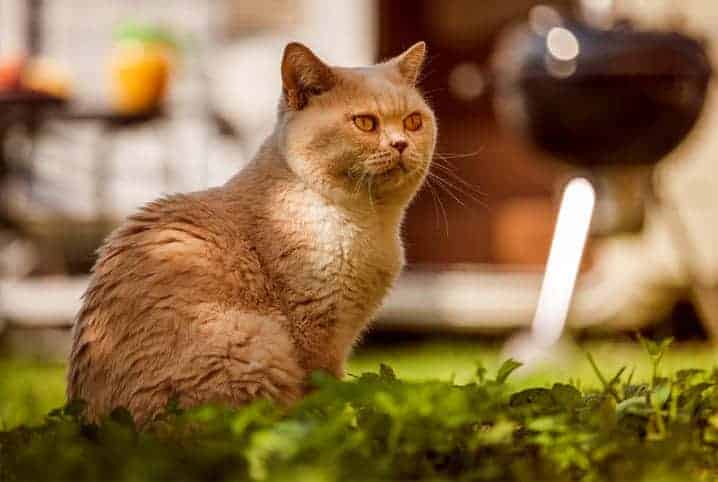 gato sentado em grama