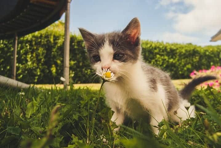 gato cheirando flor