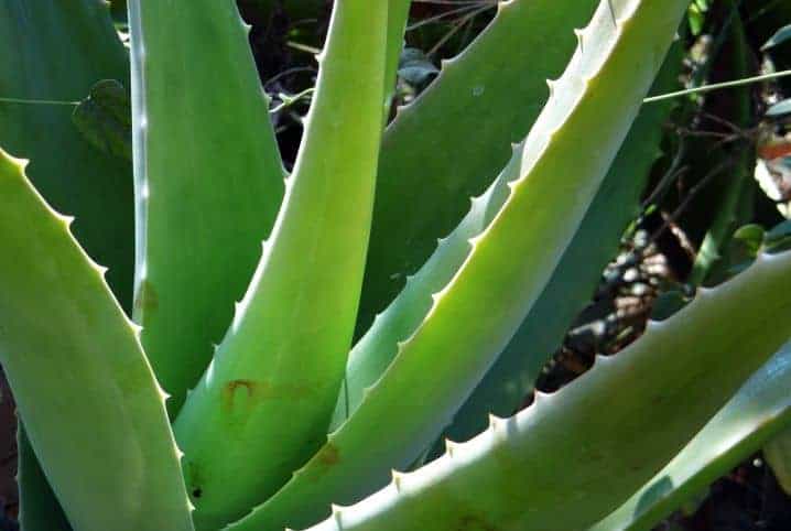 Babosa, Aloe Vera (1 Muda) (barbadensis Miller)