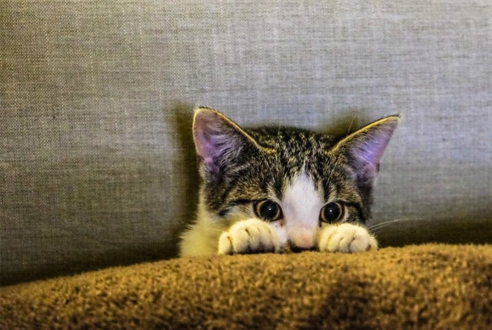 gato pode comer casca de batata2