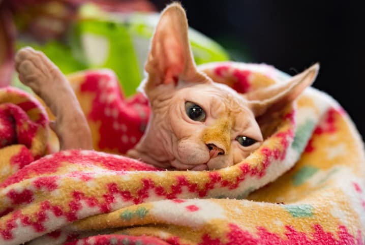 gato pode comer espinha de