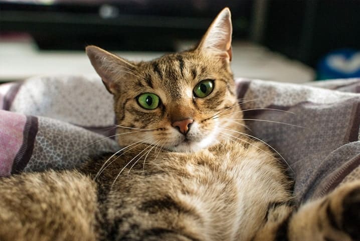 Gato com o corpo esticado para trás enquanto olha para a câmera.