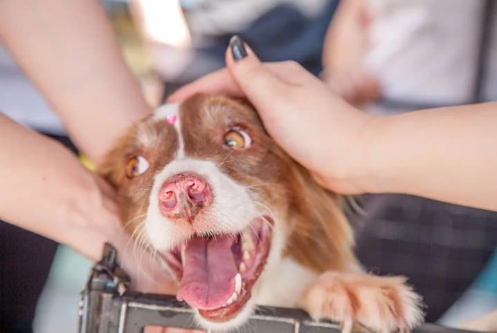 cachorro com estrla na testa recebendo carinho.