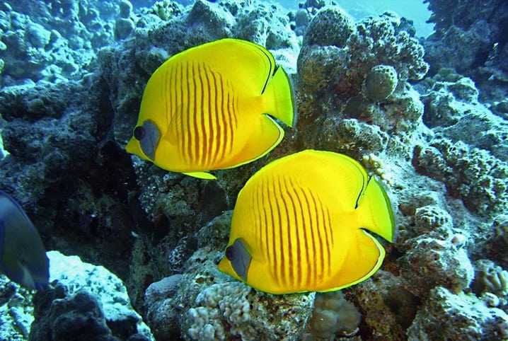 Dois peixes amarelos no aquário.