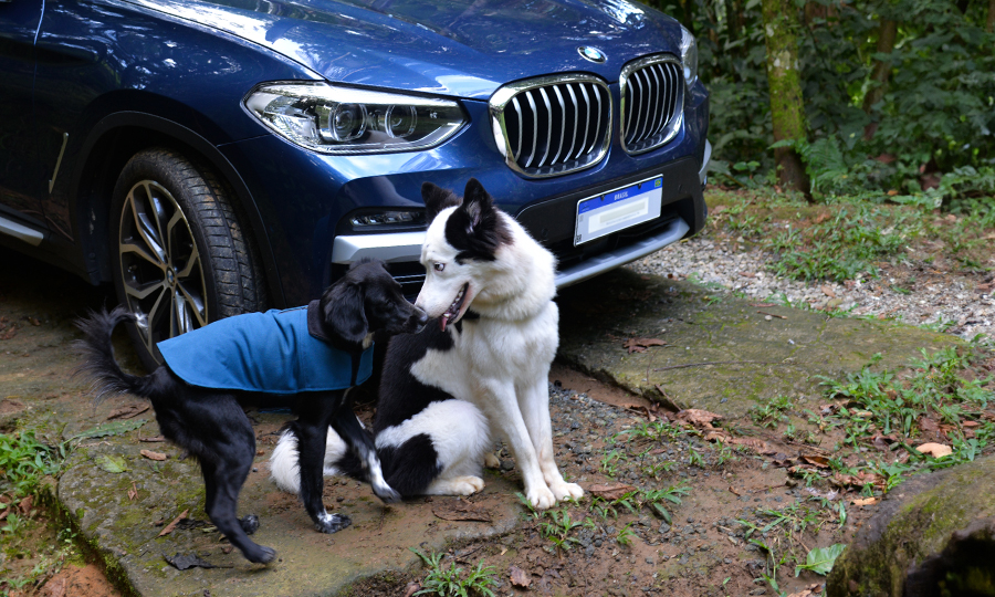 carro cachorro viagem1