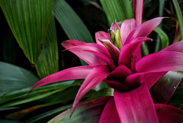 Bromélia no jardim.