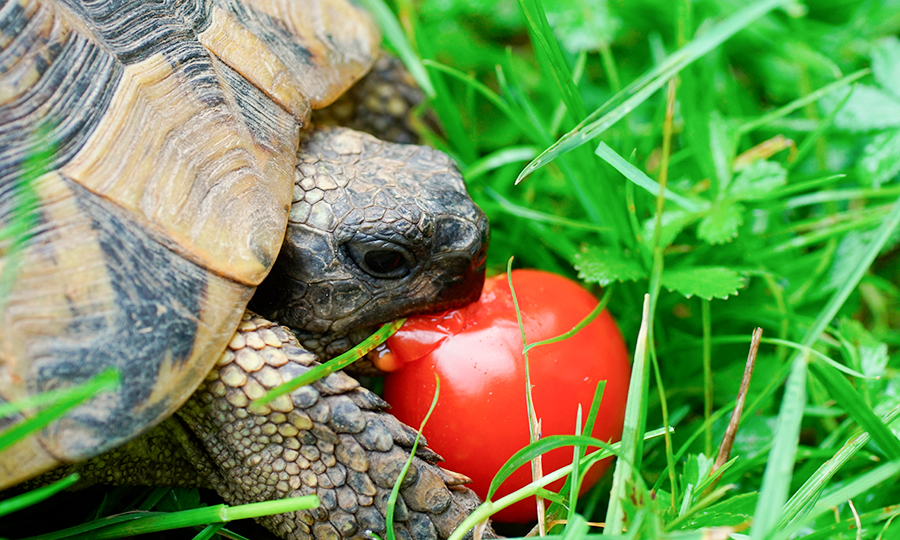 jabuti pode comer tomate 01