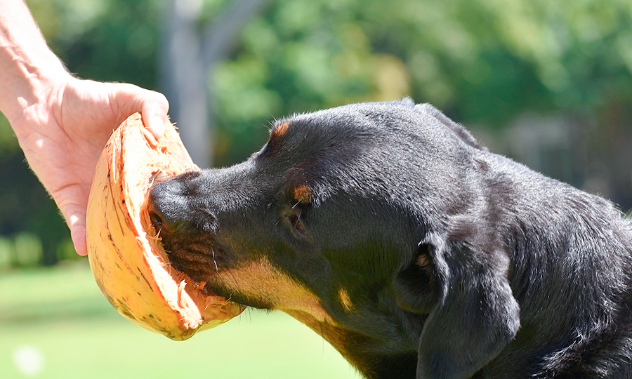 Cachorro lambendo o coco verde.