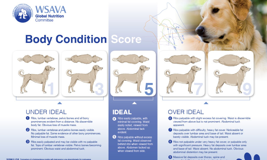 Tabela com as indicações de um cachorro com peso ideal e sobrepeso.