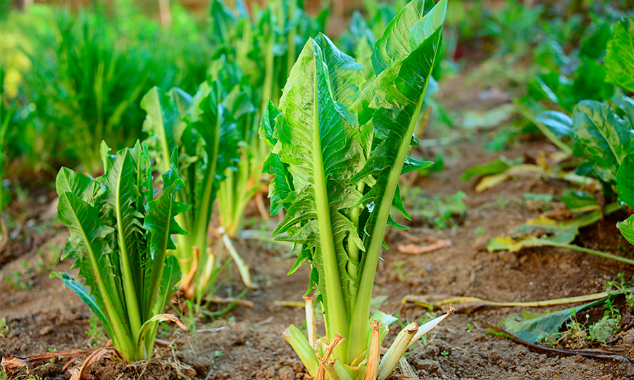 Plantação de chicória.