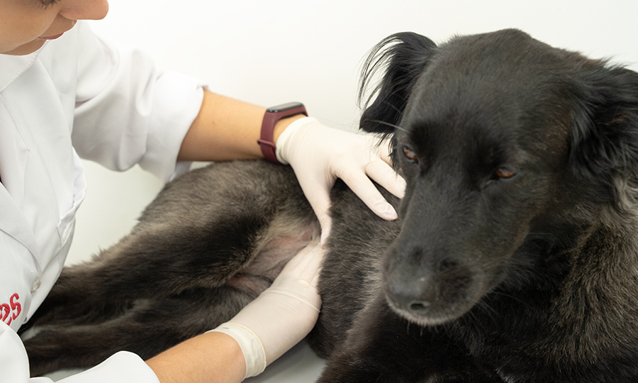 Médica examinando a pele do cachorro de pelos pretos.