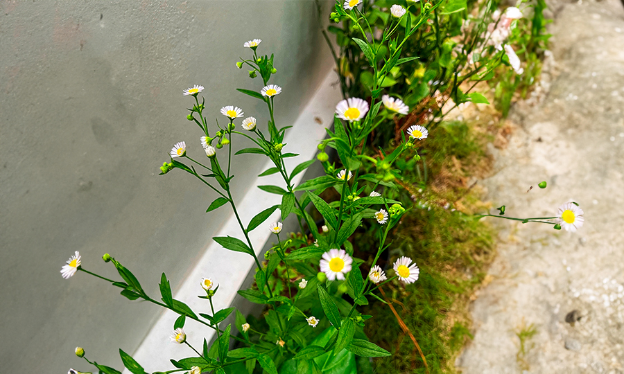 Plantação de margarida na lateral de um jardim.