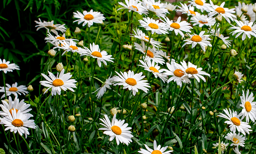 Plantação de margaridas.