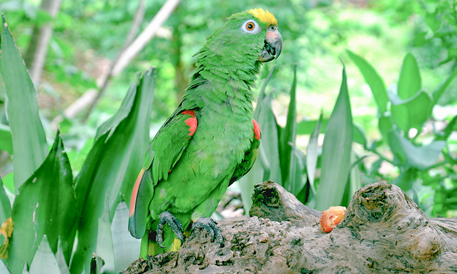 Papagaio em tronco de árvore.