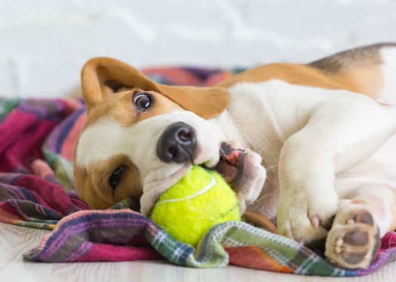 Beagle deitado com uma bola de tênis na boca.