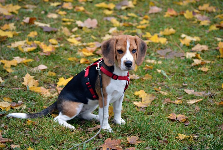 Beagle de coleira vermelha sentado na grama.