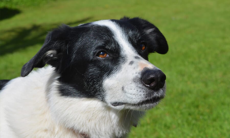 Border Collie olhando para o lado.