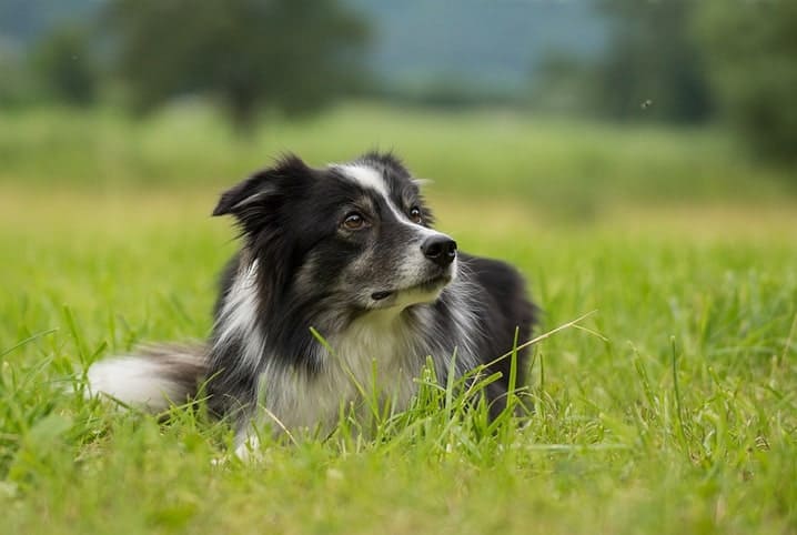 Border collie no meio da grama alta.