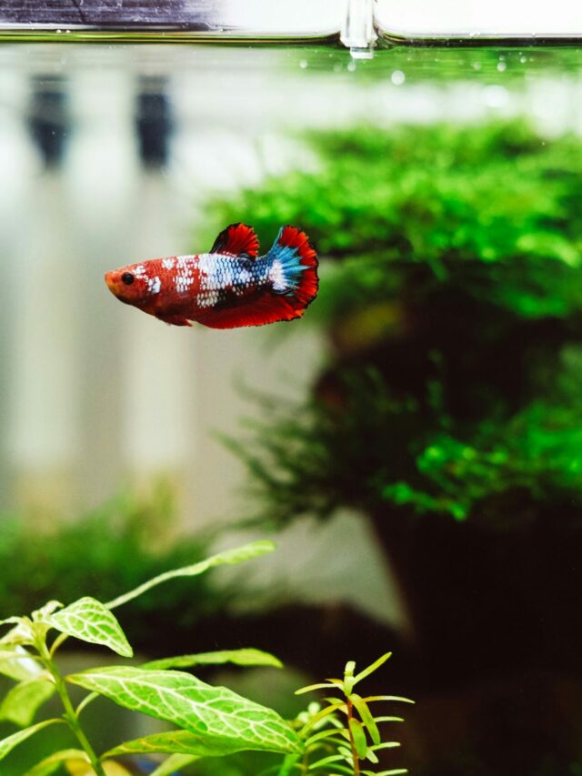 Imagem de peixe vermelho e azul num aquário