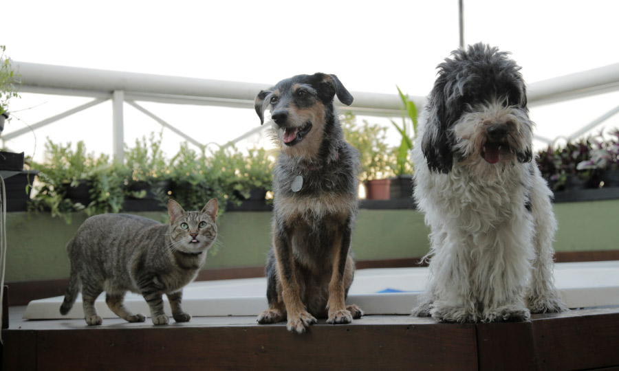 Imagem de dois cães e um gato