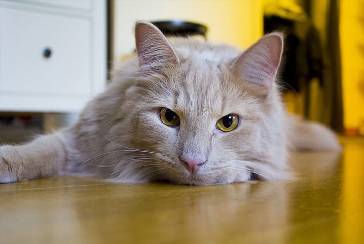 Gato de pelos claros deitado no chão de madeira.