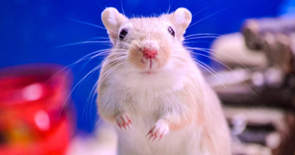 Gerbil em pé e olhando para frente.