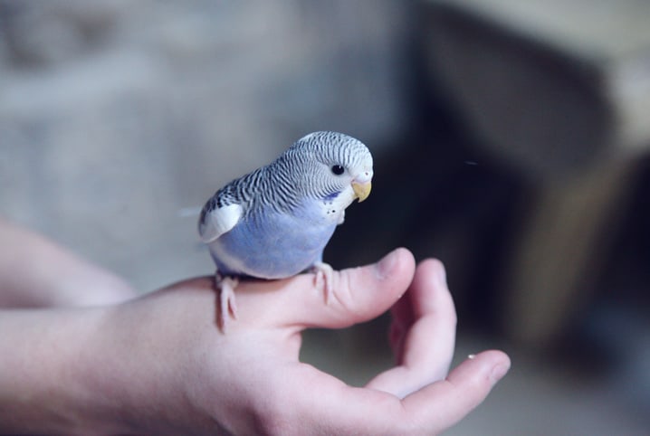 Passarinho azul na mão de uma pessoa.