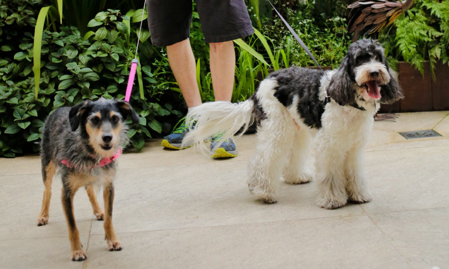 Dois cachorros na coleira prontos para o passeio.